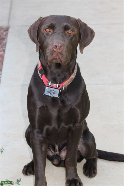 Chocolate Labrador Retriever Stud Dog Michigan Breed Your Dog