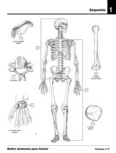 32 desenhos de anatomia humana para colorir e imprimir online cursos gratuitos
