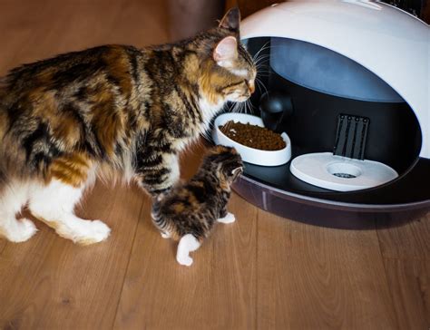 The second reason why coons can attack dogs is food. Catspad Automatic Cat Feeder » Gadget Flow