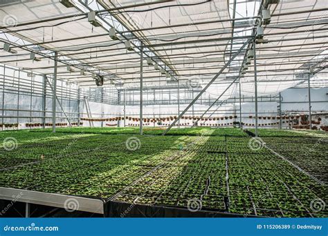 Organic Hydroponic Ornamental Plants Cultivation Nursery Farm Large