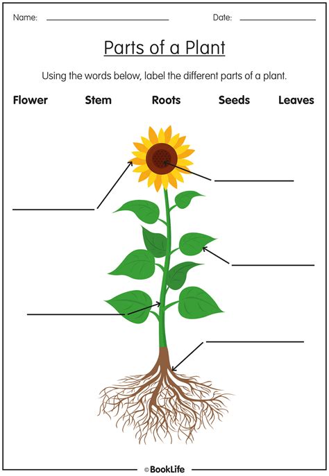 Parts Of A Plant Label Worksheet