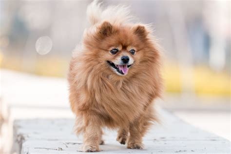 At What Age Is A Pomeranian Full Grown