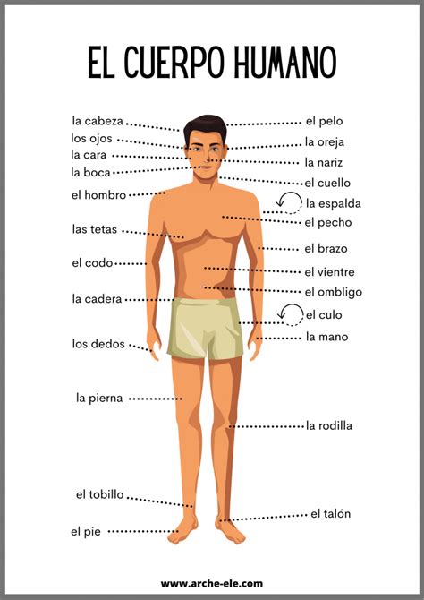 Cuerpo Humano Mind Map