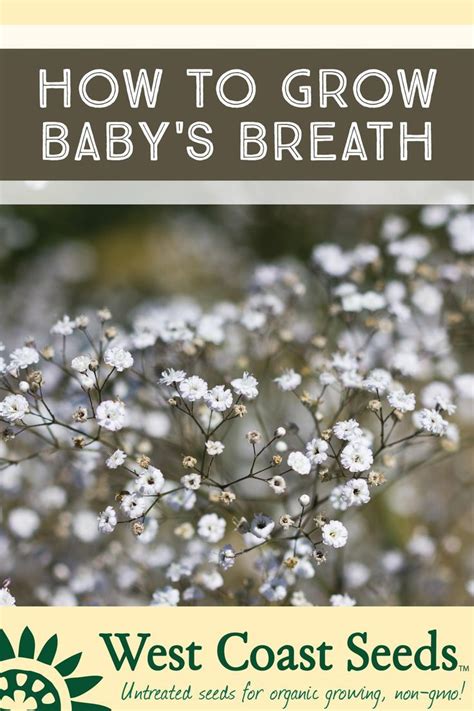 Baby's breath flower comes in several colors, and they are all mild and gentle. How to Grow Gypsophila | Baby's breath plant, Babys breath ...