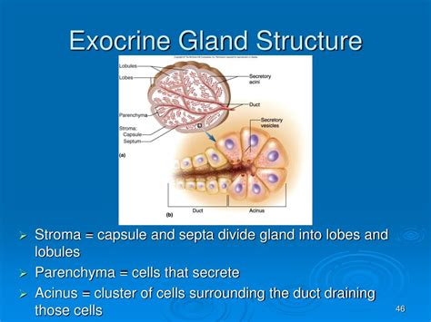 Exocrine Gland Structure