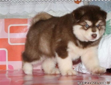 See full list on baike.baidu.com 阿拉斯加雪橇犬：『宝宝』的照片 - 宠物相册_123宠物网