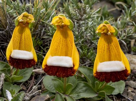 Calceolaria Care And Growing Guide