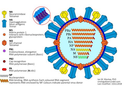 The national avian influenza reference laboratory, harbin, has also shared genome sequences of h7n9 viruses. Influenza virus haemagglutination: a sticky technique that ...