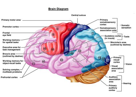 Brain Charts Brain Diagram Cerebral Cortex Human Brain Diagram