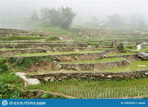 Fogy Landscape Of Ricefields In Lao Chai Sapa Valey In Vietnam. Sapa ...