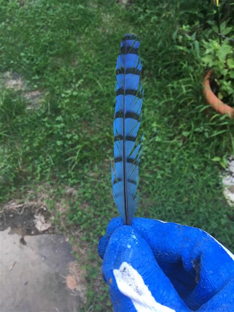 This Blue Jay Feather I Found Rmildlyinteresting