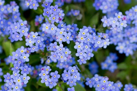 Forget-me-not Day (10th November) | Days Of The Year