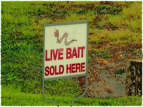 Live Bait Sign Photograph By Debbie Portwood Fine Art America