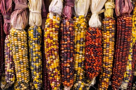 How To Grow And Use Ornamental Corn For Dazzling Decorations Native