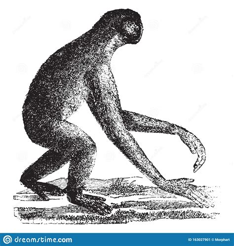 The Siamang Gibbon Ape Of The Miocene Period Vintage Engraving
