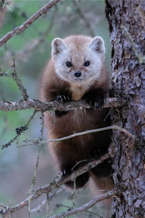American Martenaka Pine Martena Weasel Found In Lives In Mature