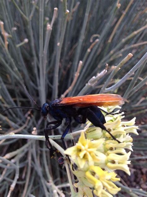 Check spelling or type a new query. Tarantula Hawk | Tarantula hawk, Pictures, Plants