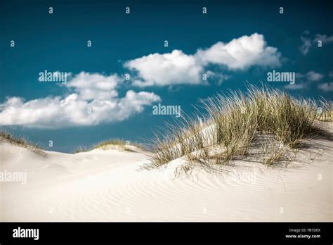 Grass Growing On Sand Dunes Stock Photo Alamy