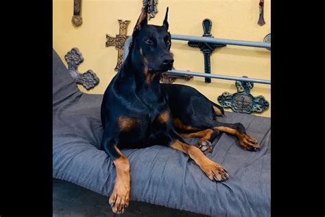 If you search for doberman breeders florida you will find new england dobermans a european doberman breeder in ma, call to learn about our doberman puppies. Euroamerican Dobermans Of Central Florida - Puppies For Sale
