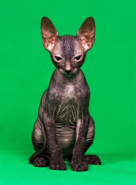 5 out of 5 stars. Meet the Sphynx, the Official Cat Breed of National Nude ...