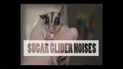 Sugar Glider Noises PART ONE YouTube