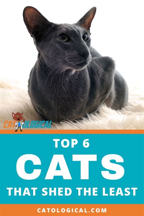 Concerned your cat is shedding more than normal? Cat Breeds That Dont Shed Much - Pets Lovers