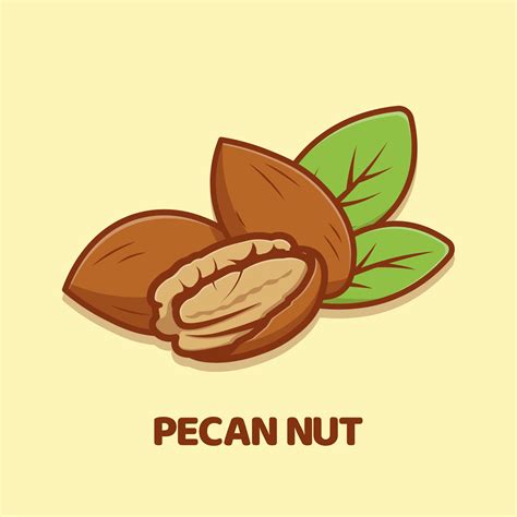 Pecan Nut Cartoon Vector Icon Illustration Isolated 13708106 Vector Art