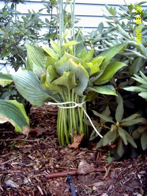How To Transplant Large Hosta Plants That May Have Outgrown Their Space