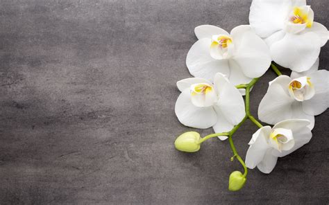 Spring background with white flowers vector. Download wallpapers white orchids, tropical flowers ...