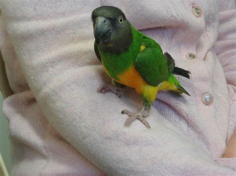But have you ever seen one that looks exactly like the vampire count dracula? SENEGAL PARROT FOR SALE | Salford, Greater Manchester ...
