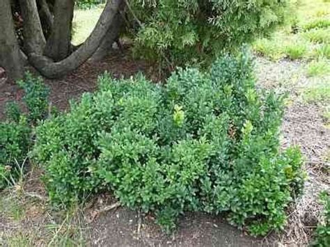 Unbeatable prices · wholesale pricing · online since 2002 How To Grow Boxwood