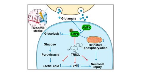 Triol Inhibits Rapid Intracellular Acidification And Cerebral Ischemic