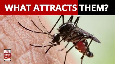 Chemical Mixture In Skin Attracts Mosquitoes That Spread Diseases