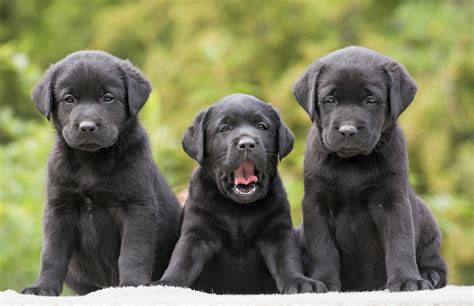 Labrador Puppy Wallpapers Wallpaper Cave