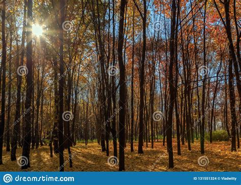 Big Fall Trees Sunbeam Autumn Trees In The Forest Stock Photo Image