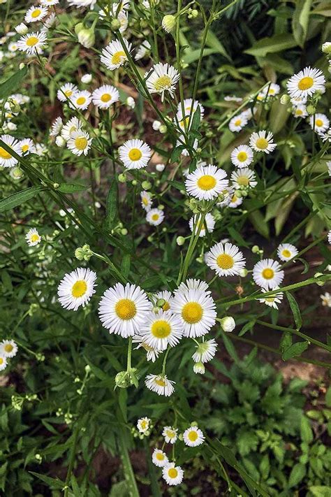 We did not find results for: How to Grow Chamomile in Your Herb & Flower Garden ...