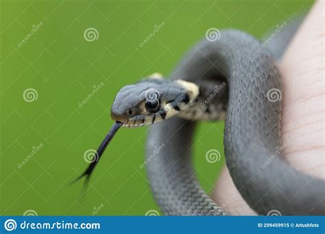 Harmless Small Snake Grass Snake Natrix Natrix Stock Photo
