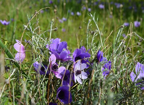 In epidemiology, an infection is said to be endemic in a population when that infection is constantly maintained at a baseline level in a geographic area without external inputs. Endemic Plants