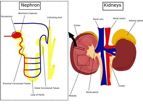 Kidneys And Nephron Diagraminternal Human Organ Anatomyexcretory