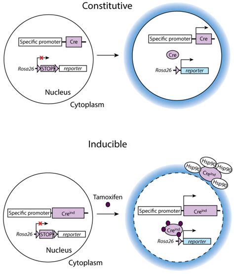 A Schema Of The Constitutive And Inducible Conditional Gene Targeting