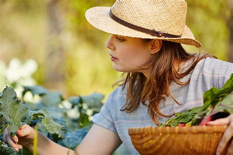 Woman Farmer Picking Kale In Her Organic Garden By Trinette Reed