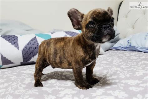 Layla is our family pet and has been raised in a spoilt loving environment, can be seen upon. Oliver: French Bulldog puppy for sale near North Jersey ...