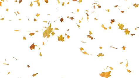 Autumn leaf color is a phenomenon that affects the normal green leaves of many deciduous trees and shrubs by which they take on, during a few weeks in the autumn season, various shades of yellow, orange, red, purple, and brown. Download Falling Autumn Leaves Png Free Download - Falling ...
