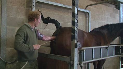 Artificial Insemination Of A Mare Instructional Video Youtube