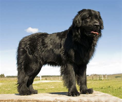 Newfoundland Breed Profile Australian Dog Lover