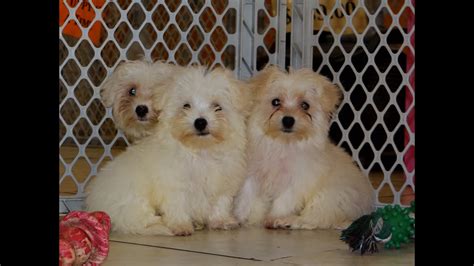 Local prices are too high? Maltese, Puppies, Dogs, For Sale, In Virginia Beach ...