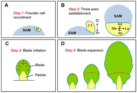 Plants Free Full Text The Diverse Roles Of Auxin In Regulating Leaf
