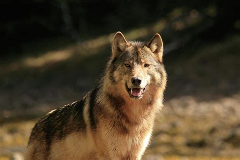Alaska Wolf Photograph By Stephanie Jurries Pixels