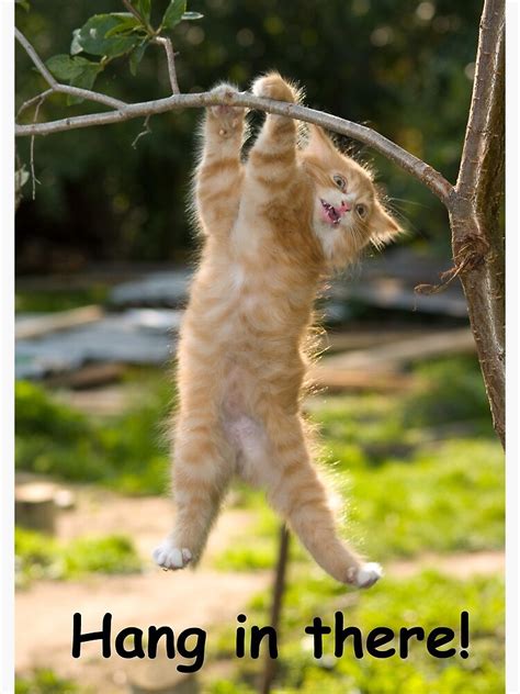 Hang In There Cat Poster Perfect Funny Motivational Poster For Home