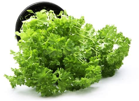 Curly Leaf Parsley Stock Image Image Of Vegetable Isolate 28630271